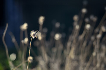 The group of the grass flower showed that the winter has come.