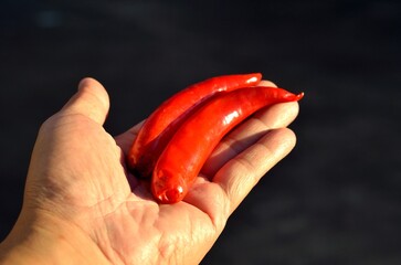 The fresh spicy chili in the hand.