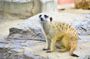 Slender-tailed Meerkat is looking at something. Members of the wild animals of Africa, short head, wide face, and long nose for the benefit of smelling. Around the edge of the eye is a black ring.