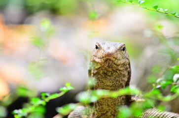 The money, Common Water Monitor, Varanus salvator is found in Southeast Asia. including India and Sri Lanka In Thailand, it can be found in every region.