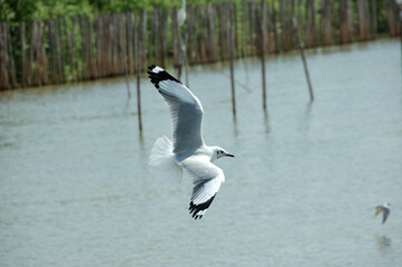 The brown-headed gull is flying near mangrove forest. Brown-headed gulls are medium sized birds. It is different from other seagulls by having large white stripes at the base of the wing tip feathers.