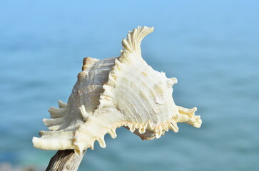 Chicoreus ramosus, the white shell on the wood.