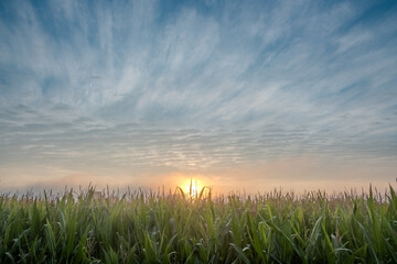 This image breathes life into the viewer's morning with a glimpse of dawn breaking over a verdant cornfield. The horizon is ignited by the soft fire of the rising sun, which casts its gentle rays