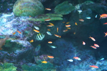カラフルな海水魚