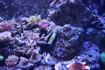 カラフルな海水魚　ツノダシ