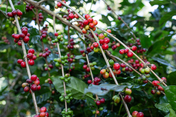 Ripe, juicy red Arabica coffee beans show good coffee quality.
