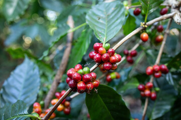 Fototapeta premium Ripe, juicy red Arabica coffee beans show good coffee quality.