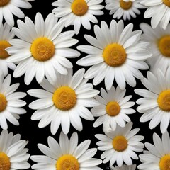 White daisies on a black background. 