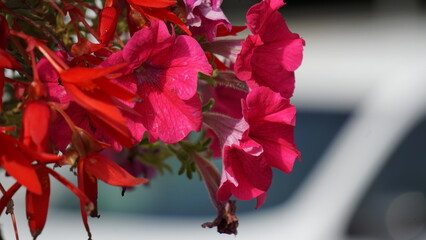 Pink flowers in the city