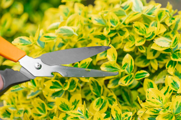 Euonymus Fortune Topiary haircuts .Hands trim euonymus branches with garden shears. euonymus variegata with yellow variegated foliage.Euonymus pruning. 