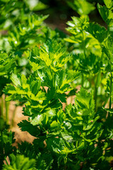 lovage plants in the garden