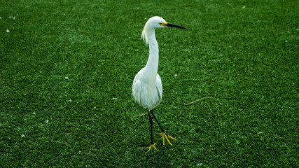 great white egret