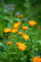 calendula flowers in the garden