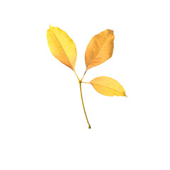 Leaves of Shimul or Red silk-cotton (Bombax ceiba, Malabar silk-cotton tree, Malvaceae, Bombax ceiba)  yellow leaves, three leaves, on a white background.