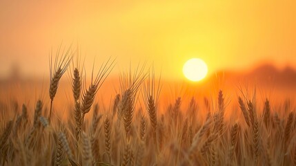 Peaceful scene of wheat field at sunrise - obrazy, fototapety, plakaty