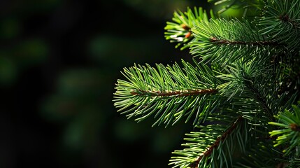 Photo of bright green pine needles set against dark shade