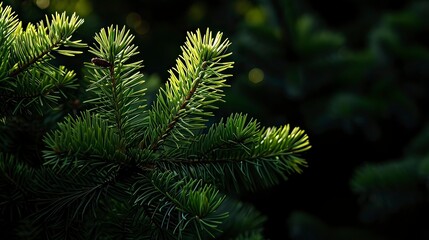 Obraz premium Photo of bright green pine needles set against dark shade