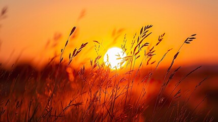Silhouetted wild grass against vibrant sunset 