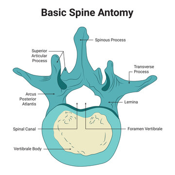 Basic Spine Anatomy Science Design Vector Illustration