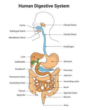 Human Digestive System Science Design Vector Illustration