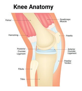 Knee Anatomy Science Design Vector Illustration Diagram