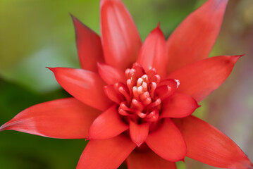 Fototapeta premium Close-up of vivid orange bromeliads flower blooming with natural light in the tropical garden on green leaves background.