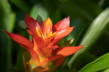 Fototapeta premium Close-up of vivid orange bromeliads flower blooming with natural light in the tropical garden on green leaves background.