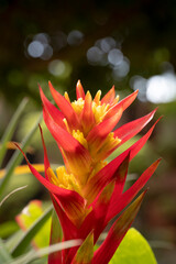 Close-up of vivid orange bromeliads flower and yellow pollen blooming with natural light in the tropical garden on a bokeh background.