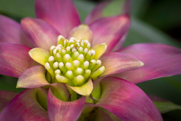 Close-up of purple-pink bromeliads flowers and green stamen blooming with natural light in the tropical garden.