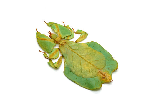 Green leaf insect isolated on white background. Leaf insect (Phyllium bioculatum) or Walking leaves, Rare and protected