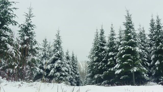 Snow covered fir tree christmas forest winter bare trees in background low angle