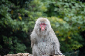 Tokyo, Japan, 31 October 2023: Japanese macaque sitting calmly in a natural zoo environment.