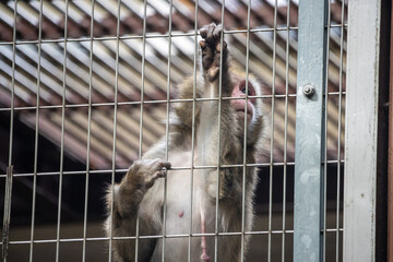 Tokyo, Japan, 31 October 2023: A monkey behind bars looking out at a zoo.