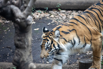 Tokyo, Japan, 31 October 2023: A tiger walking in its enclosure at a Tokyo zoo.