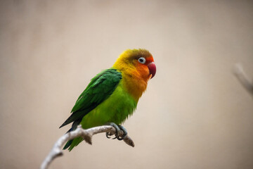 Tokyo, Japan, 31 October 2023: Colorful parrot perched on a branch in a zoo environment.