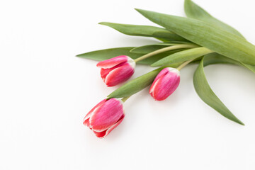 Background for Valentine's Day. Fresh pink tulips on a white background close up. Gift for Women's Day, March 8