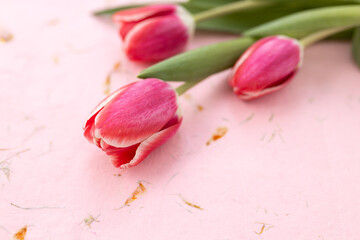Background for Valentine's Day. Fresh pink tulips on a pink background close up. Gift for Women's Day, March 8