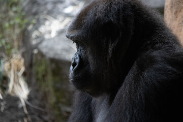 Tokyo, Japan, 31 October 2023: Close-up of a gorilla's thoughtful expression in a natural habitat enclosure.