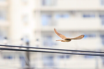 飛翔する美しいチョウゲンボウ（ハヤブサ科）。

日本国千葉県三郷市、江戸川河川敷にて。
2024年1月21日撮影。
