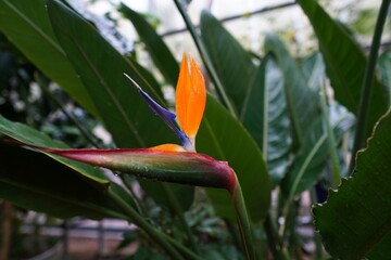ゴクラクチョウカの花の彩り