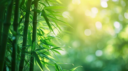 Fototapeta na wymiar Bamboo forest and green meadow grass with natural light in blur style. Bamboos green leaves and bamboo tree with bokeh in nature forest. Nature pattern view of leaf on blurred greenery background.
