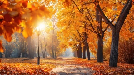 Papier Peint photo Orange Autumn scene. Bright colorful landscape yellow trees in autumn park. Fall nature.