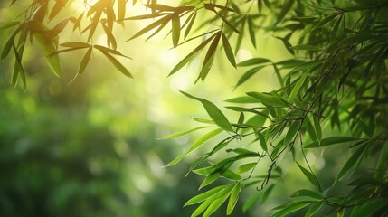 Bamboo forest and green meadow grass with natural light in blur style. Bamboos green leaves and bamboo tree with bokeh in nature forest. Nature pattern view of leaf on blurred greenery background.
