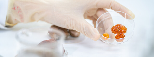 Close up female geologist or archaeologist is holding a sample of tree sap or mineral in...