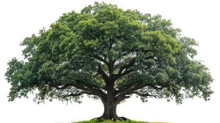 big tree isolate on white background