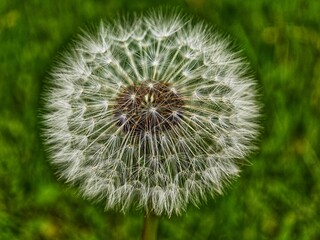 dandelion