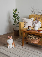 Cozy living room - a red cat on the carpet, a yellow sofa with decorative pillows, an oak bench...