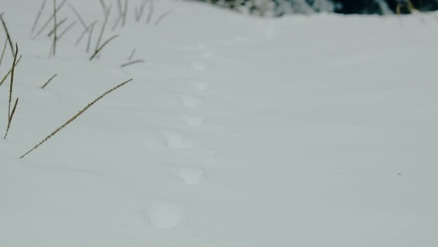Small animal path print on snow in fir forest tilting up
