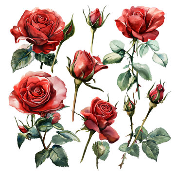 red roses watercolor painting on white clip art preview