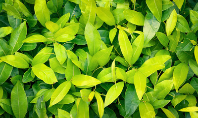 natural leaves background for product